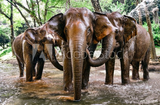 Image de Elephants Playing in River in Chiang Mai Thailand